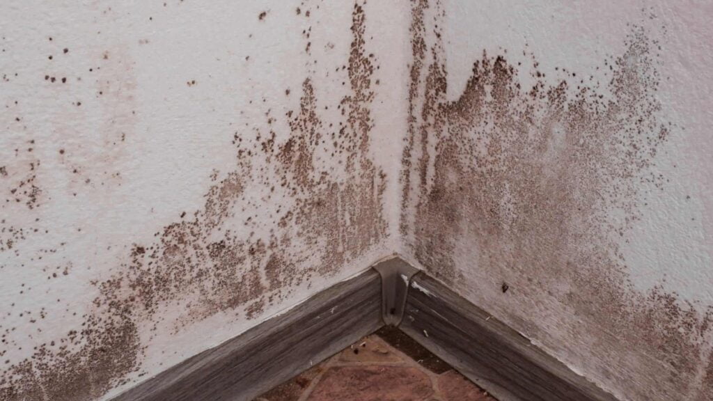 basement mold remediation services in Massachusetts and Rhode Island