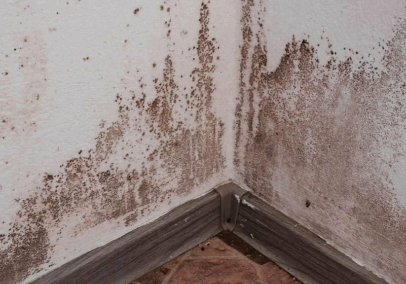 basement mold remediation services in Massachusetts and Rhode Island