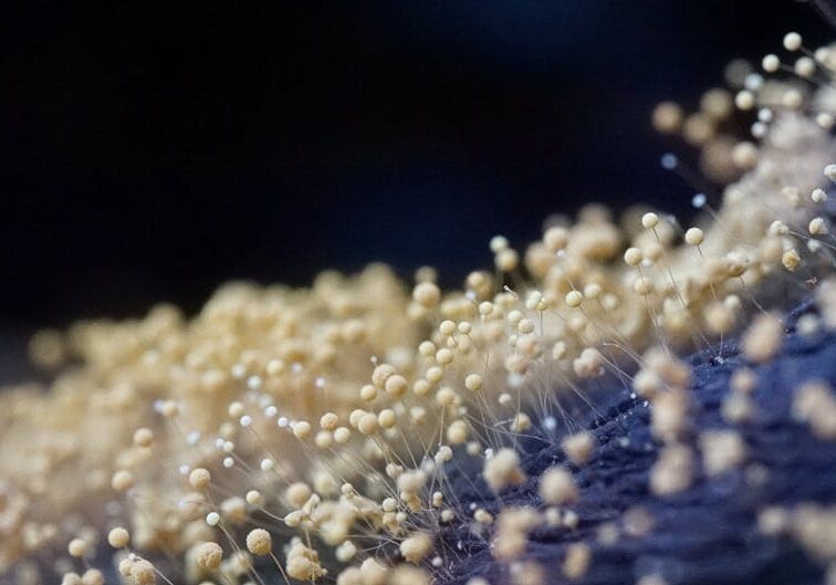 suspect-mold-find-an-inspector-or-tester-near-me-today-image mold inspection near me